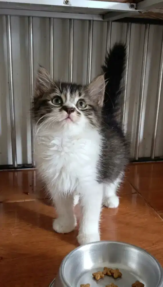 Persian flatnose Jantan 3bulan-