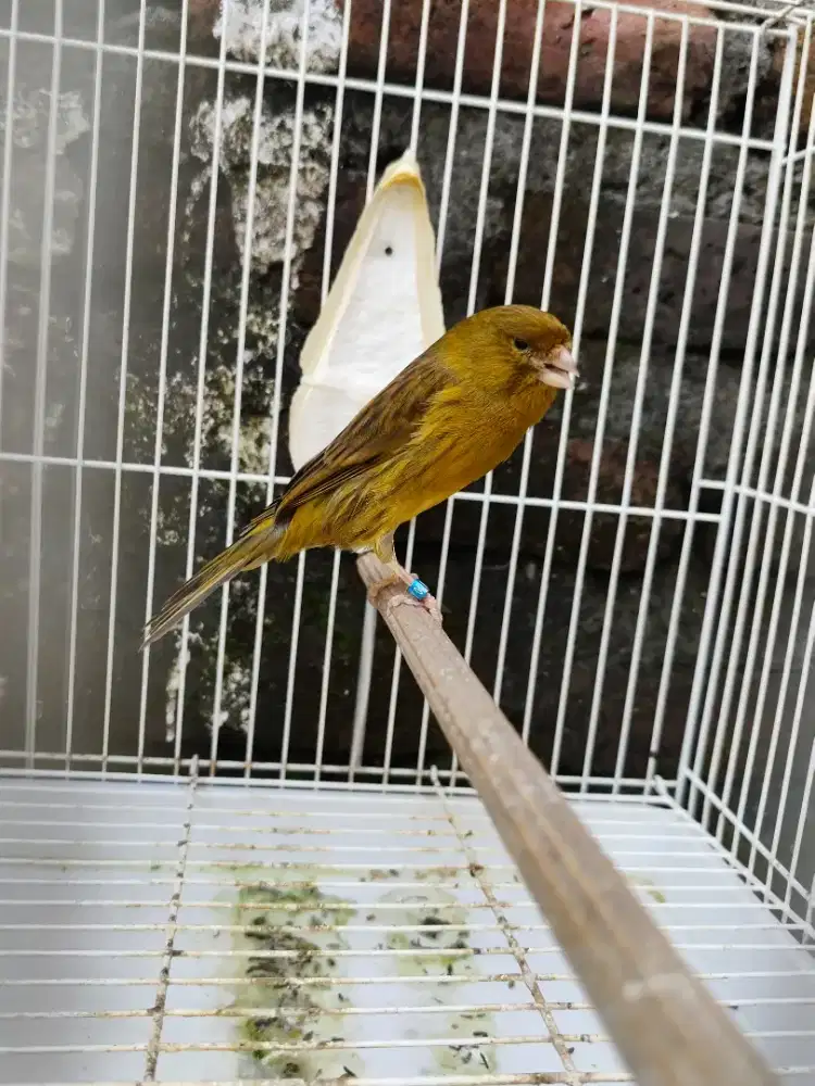 Kenari betina F1ys
