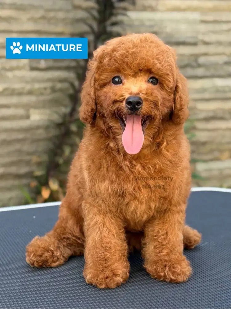 Miniature Poodle Teddy Face