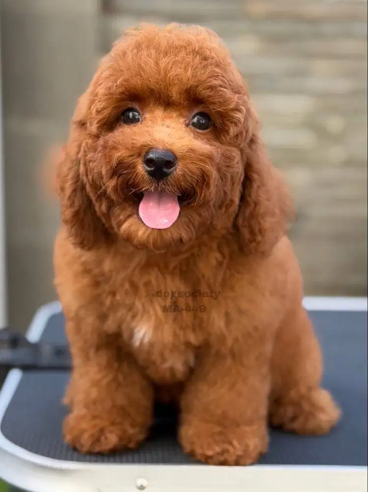 Puppy Mini Poodle Sehat Aktif