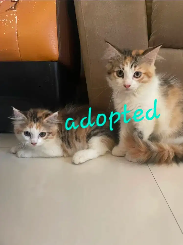 Kitten mainecoon ready to adopt