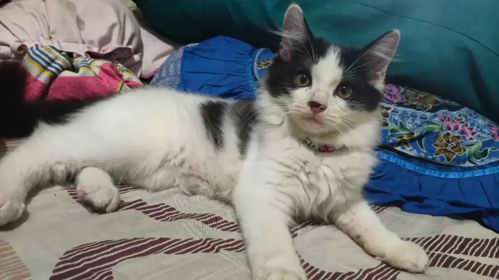 Open Adopsi Kitten Jantan Persia