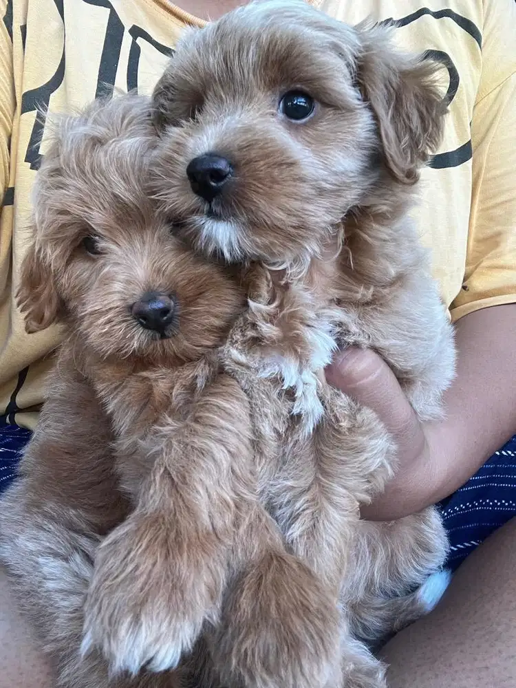 TOY POODLE MURAH