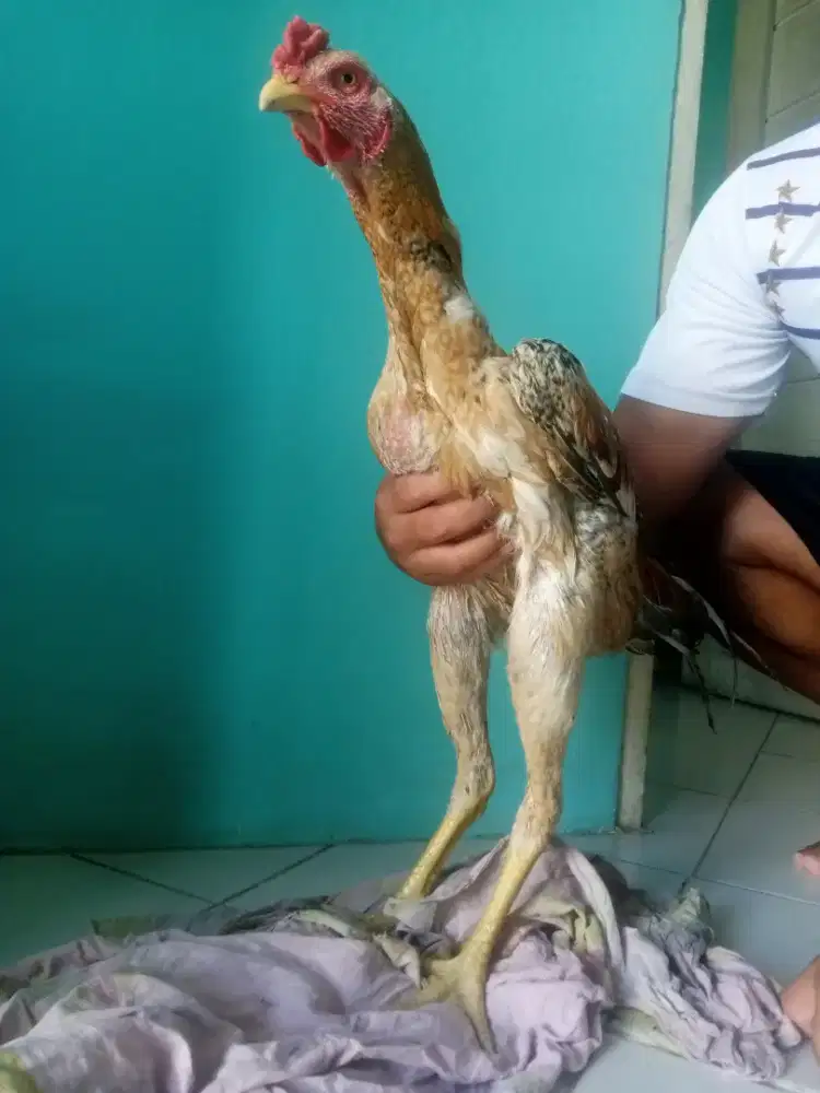 BK selatan muda warna urik
