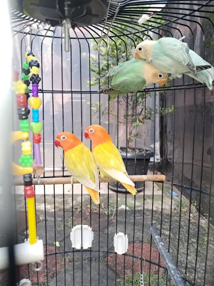 Lovebird Biola PF Green MM dan Biola Aqua Blue B2