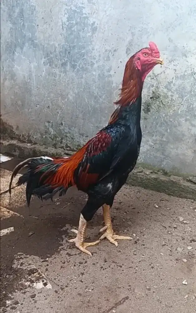 Ayam bangkok edisi pacek
