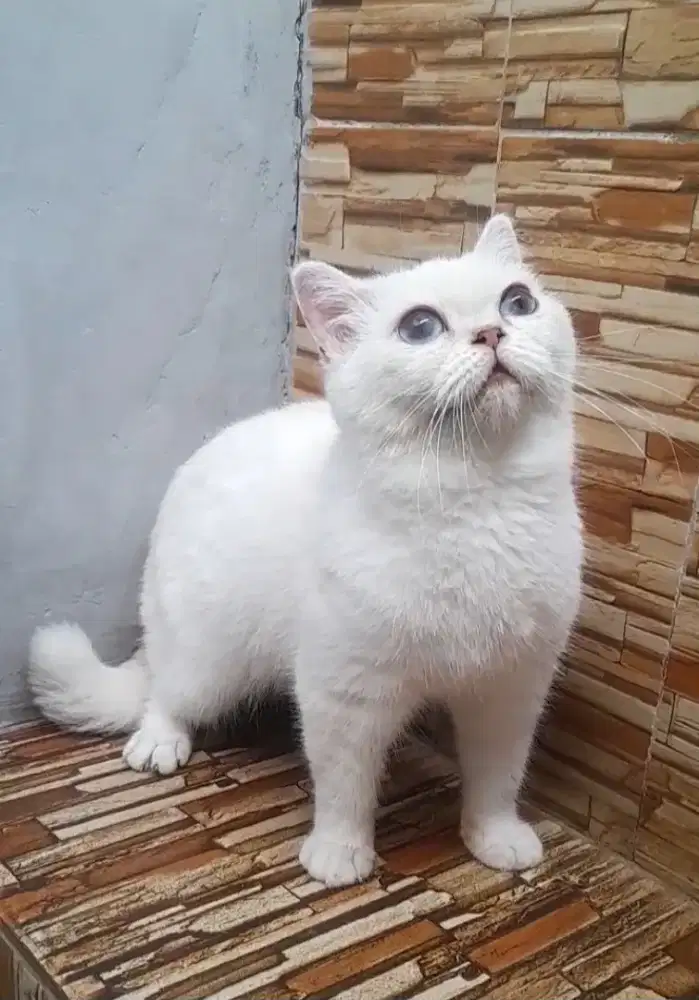 British shorthair Betina