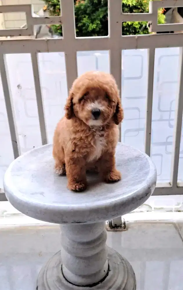 Anakan Toy poodle
