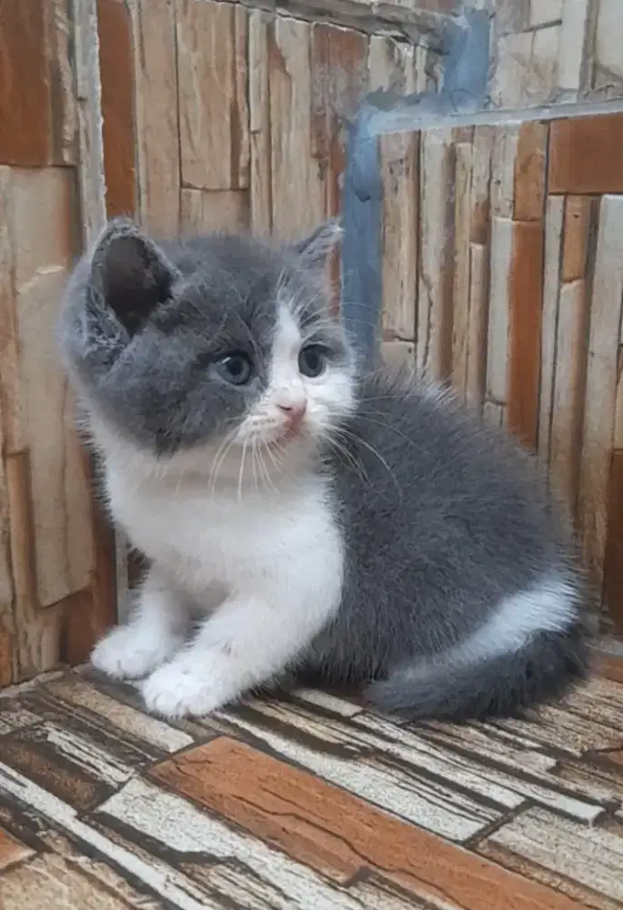 Kitten British shorthair