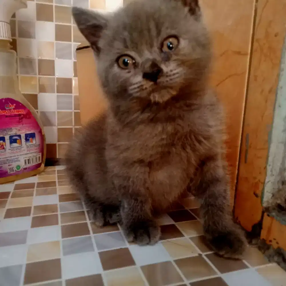 kitten Britis short hair