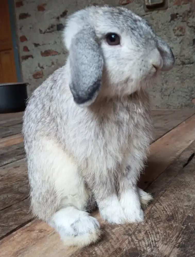 Holland Lop Jantan