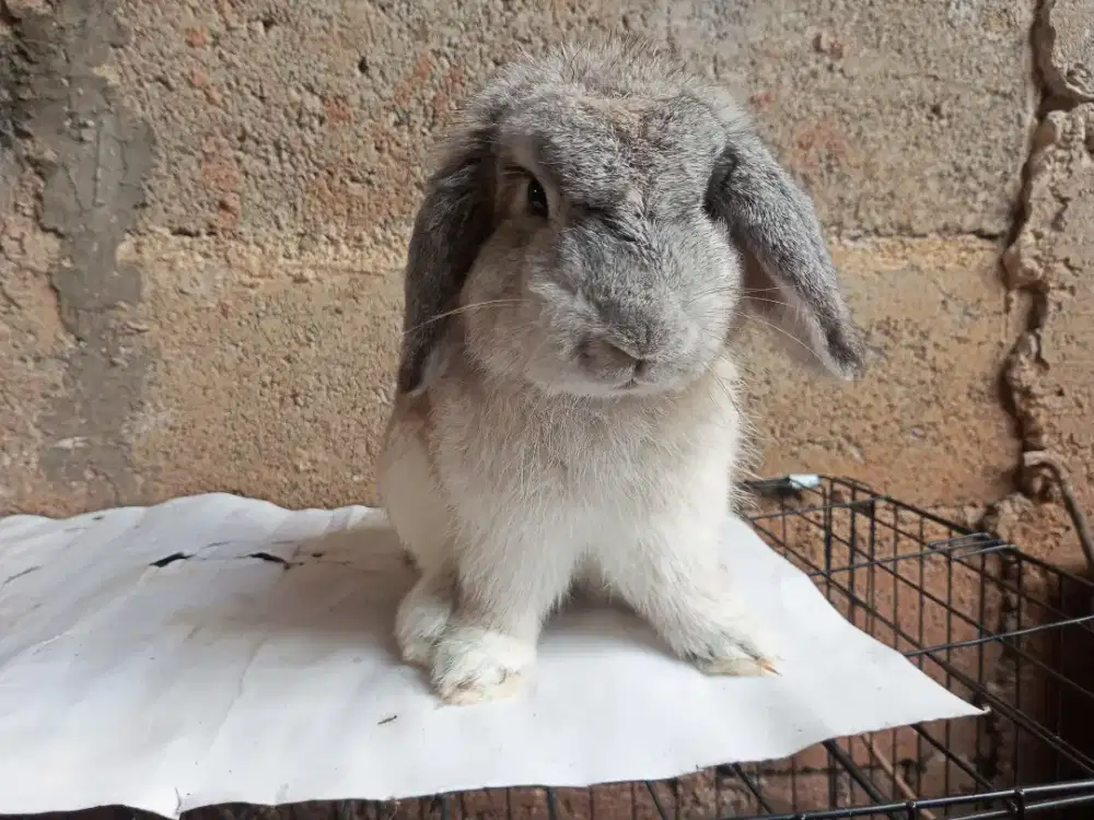 Holland Lop Jantan