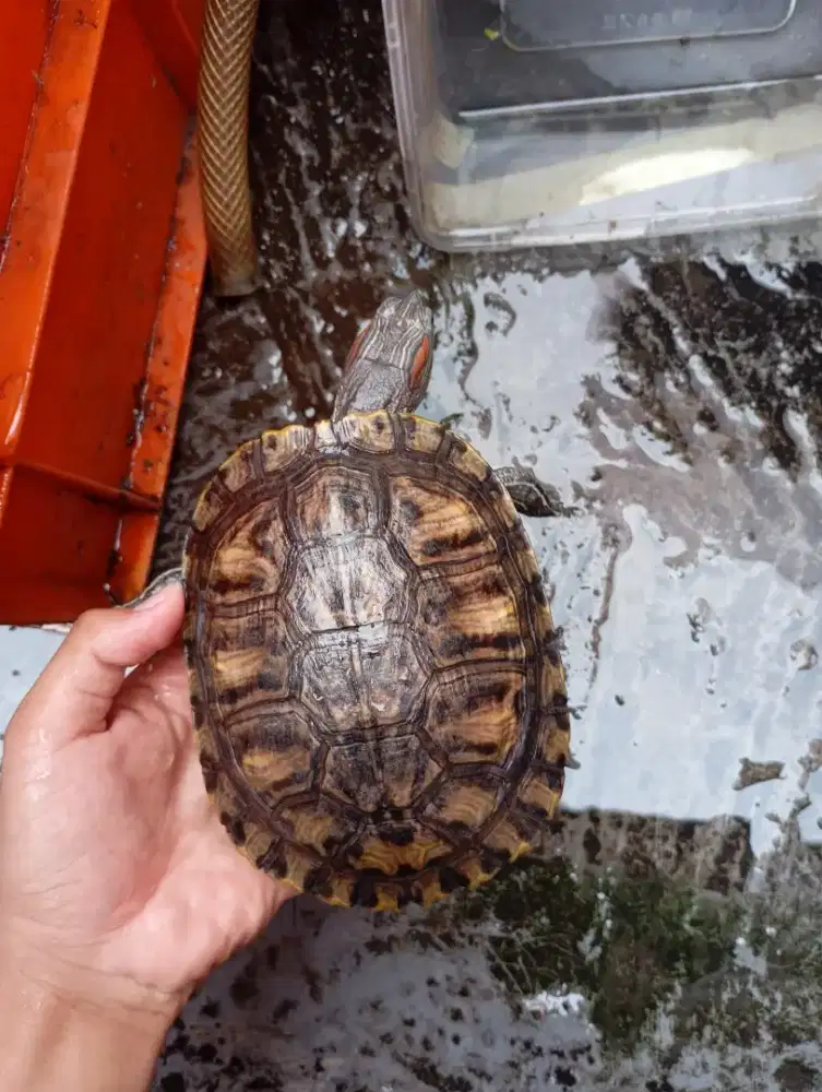 Kura Brazil betina 10cm