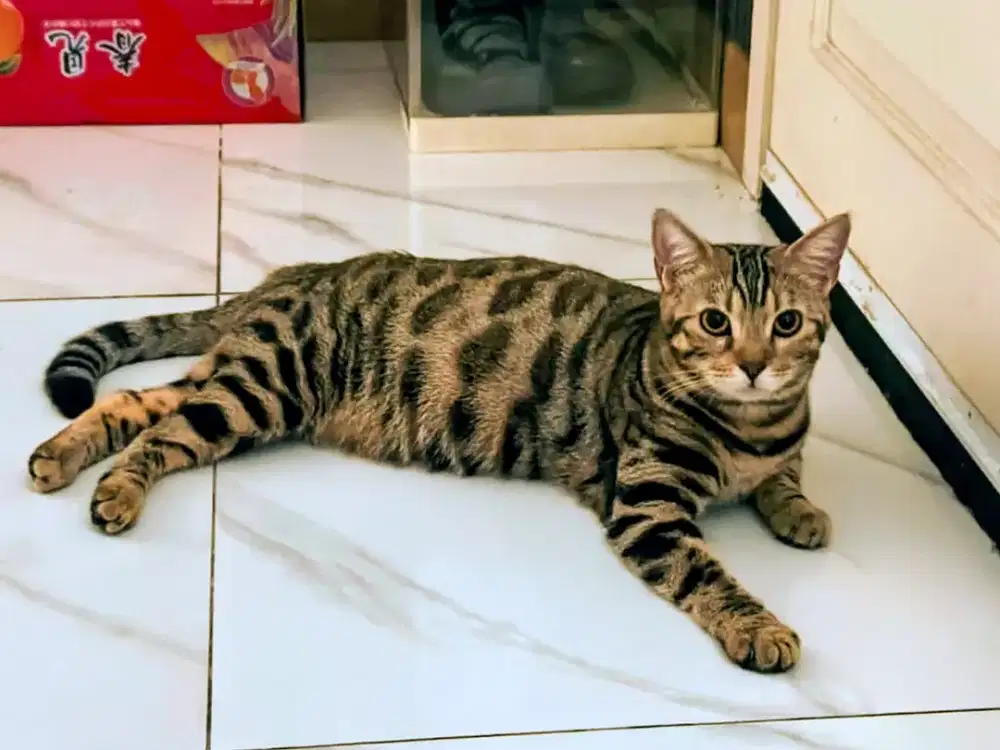 kucing induk 1,5 thn 83 n 94 L