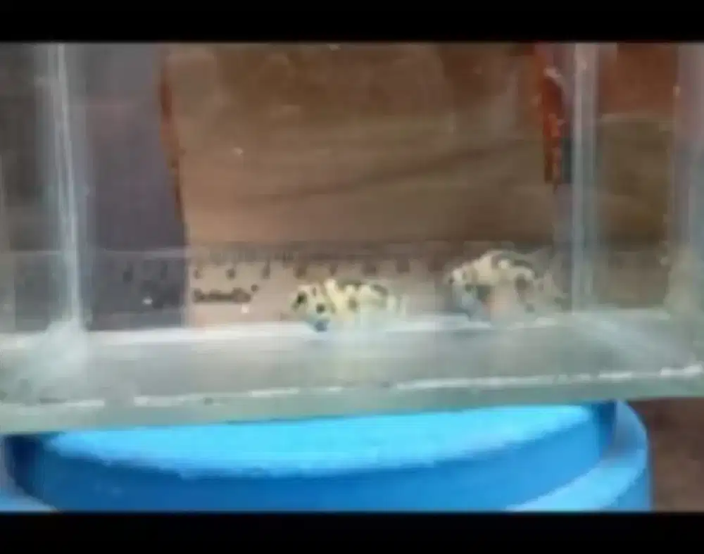 Ikan Blue pollar
