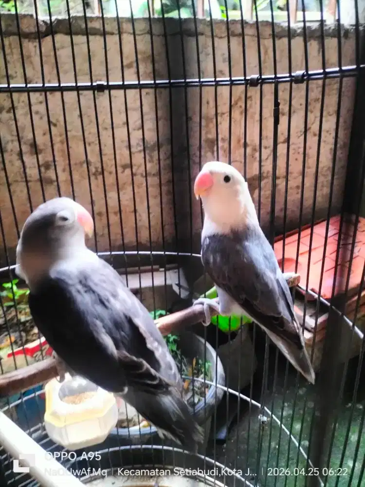 Jual burung Lovebird dewasa
