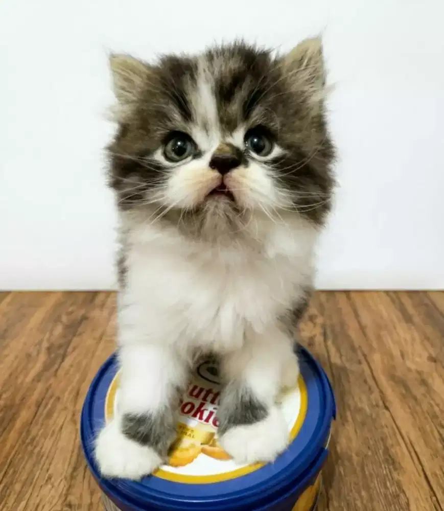 LA Kitten persia flatnose
