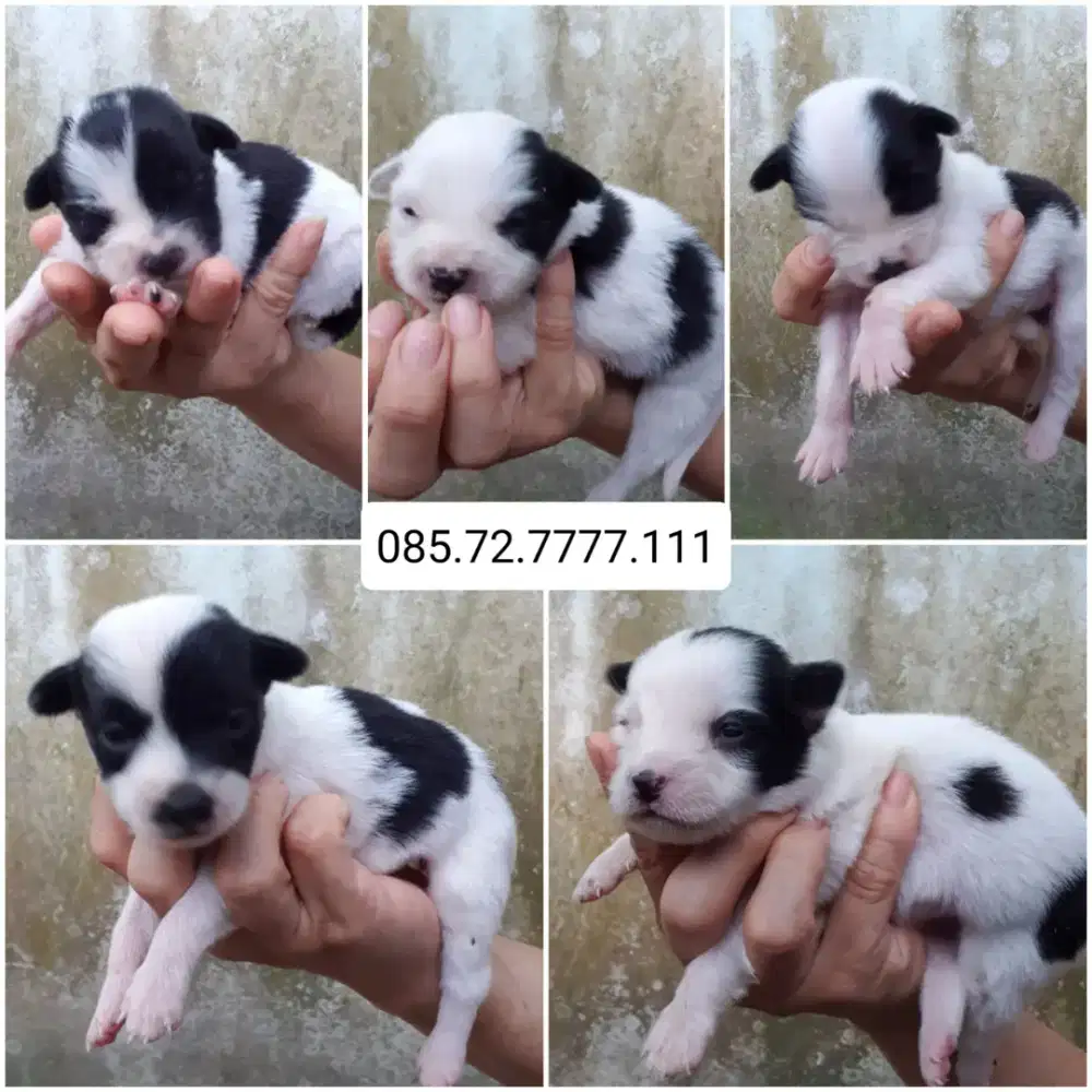 Open adopt!! Ganti uang makan saja (minat serius wa ke no yg di foto)