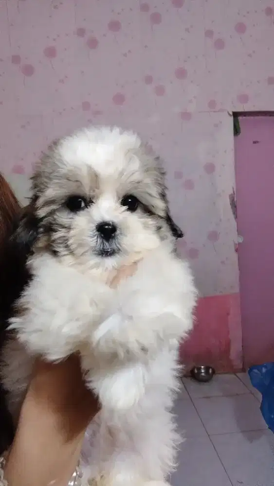 Mini Shihtzu Betina Vaksin