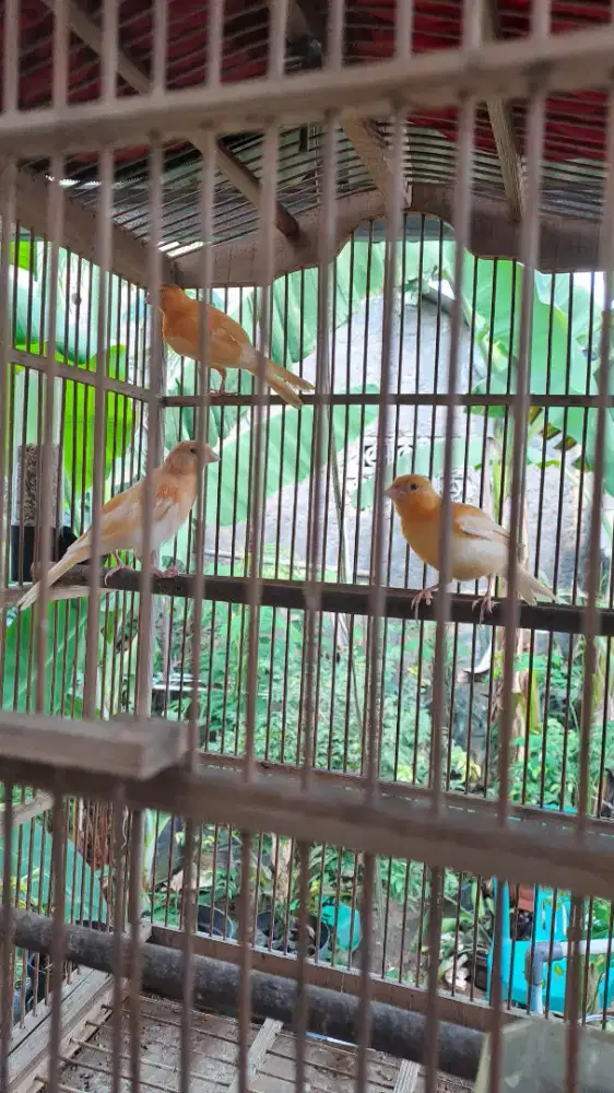Kenari Paud kuning