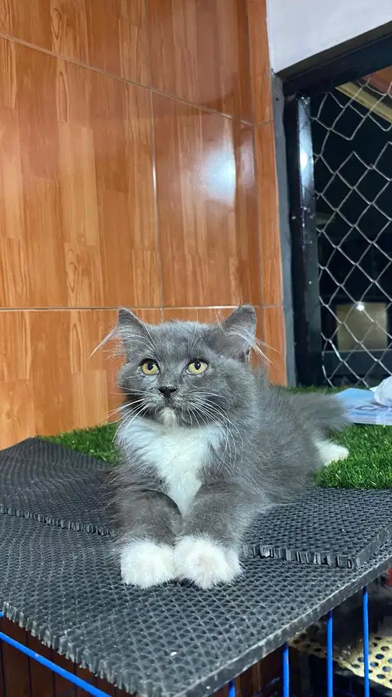 Kitten bsh mix persia