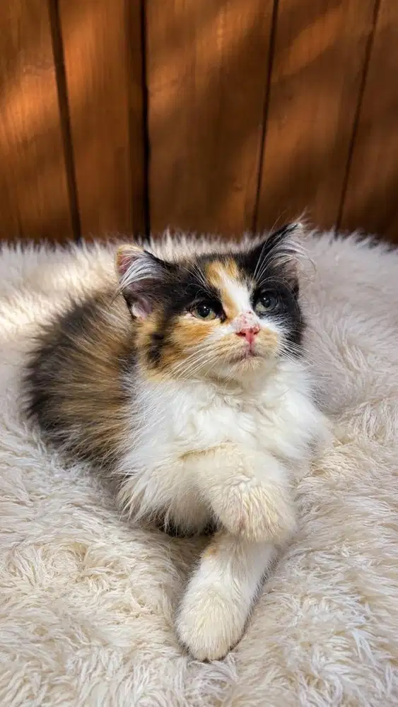 Kitten persia calico