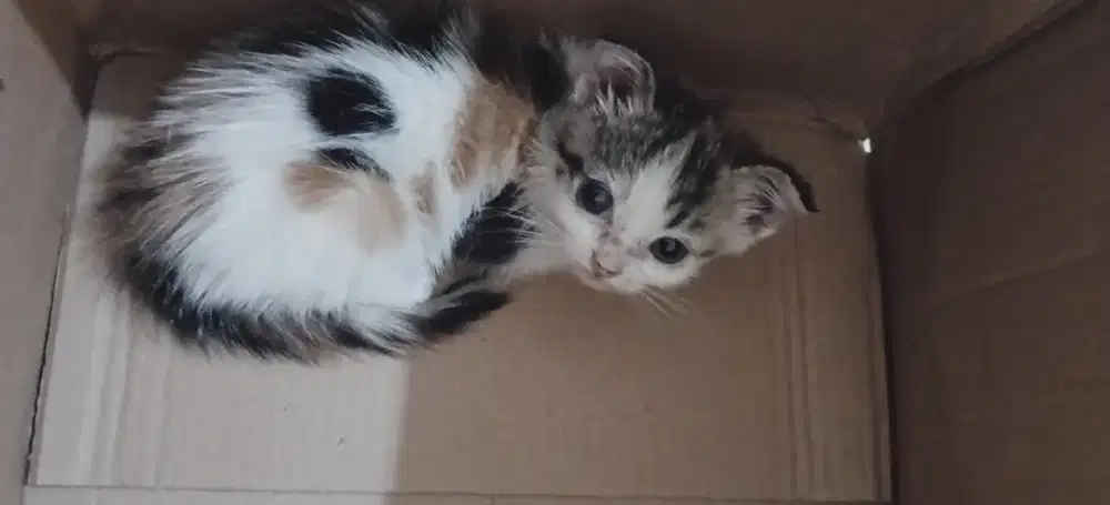 Lepas Adopt Anakan Scottish Free