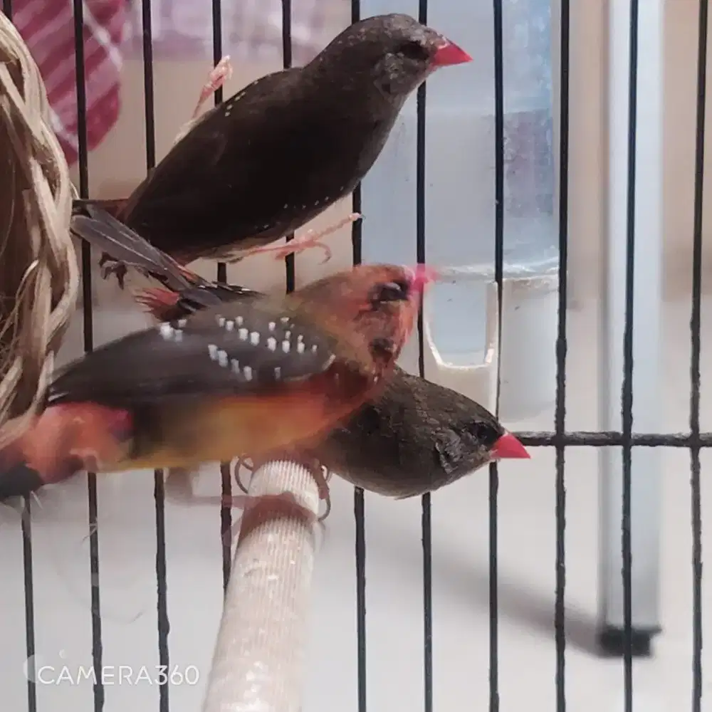 3burung stroberi borong
