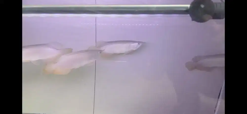 Ikan arwana golden red