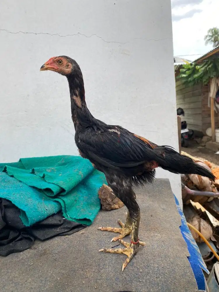 Anakan ayam mangon 3 bulanan
