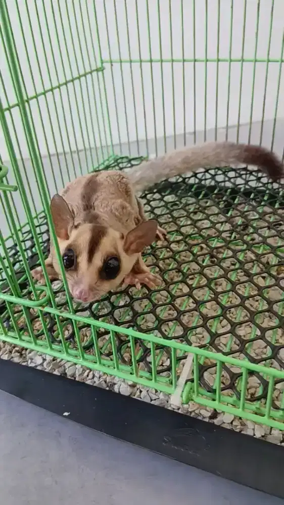 Sugar glider white face indukan betina