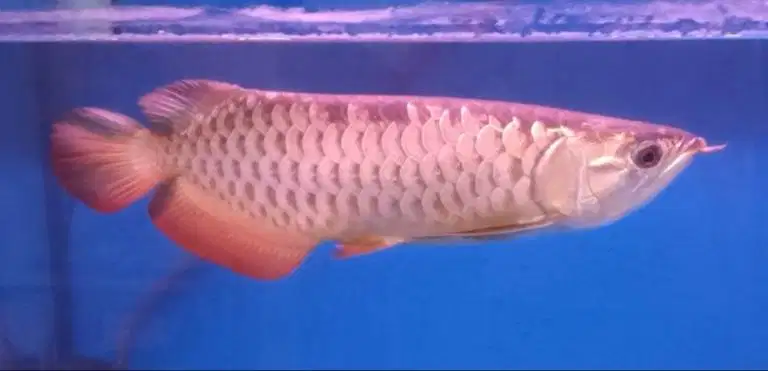 arowana golden xb di Medan.