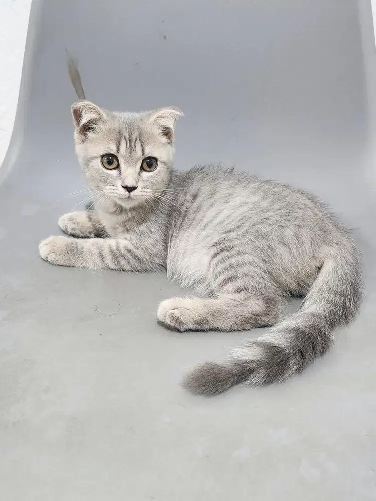 Kucing Scottish Fold Betina 3 Bulan