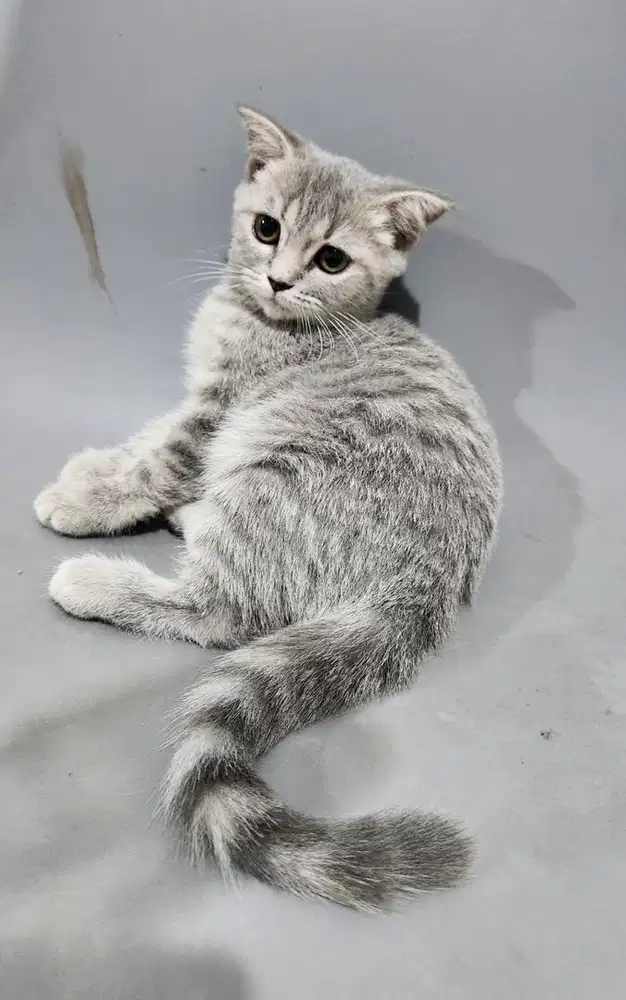 Kucing Scottish Fold 3 Bulan Betina