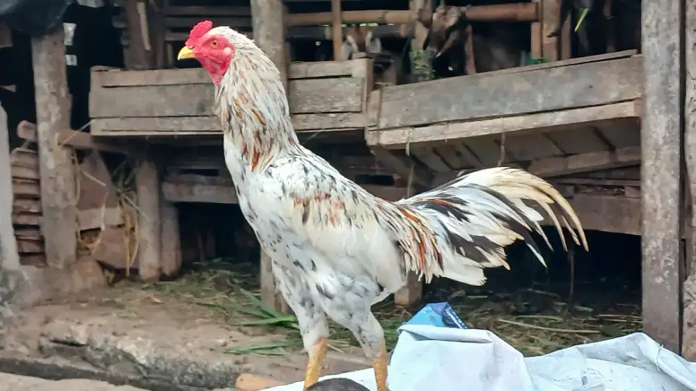Dijual Ayam kampung