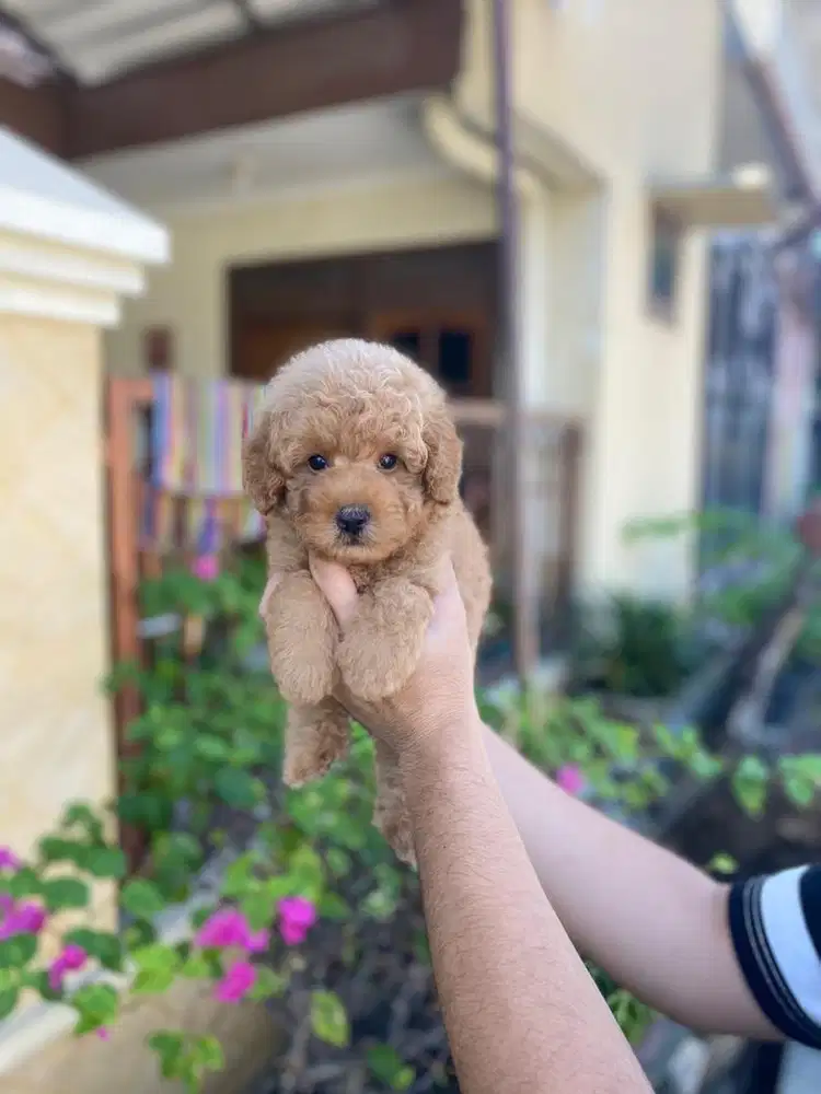 Toy poodle jantan super cakep