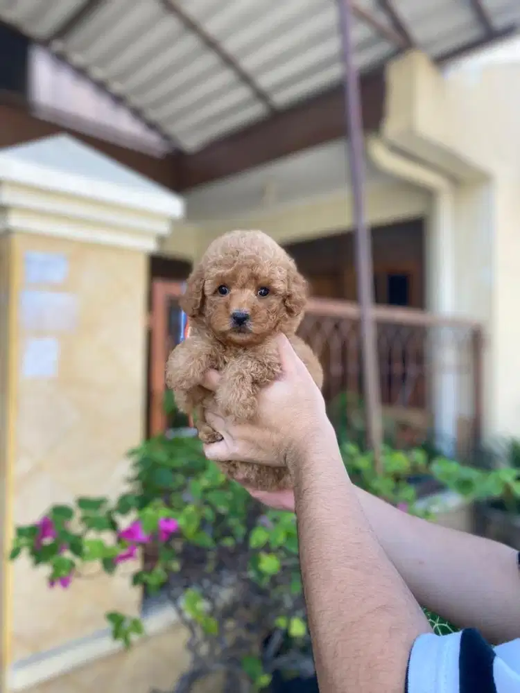 Toy poodle betina lucu