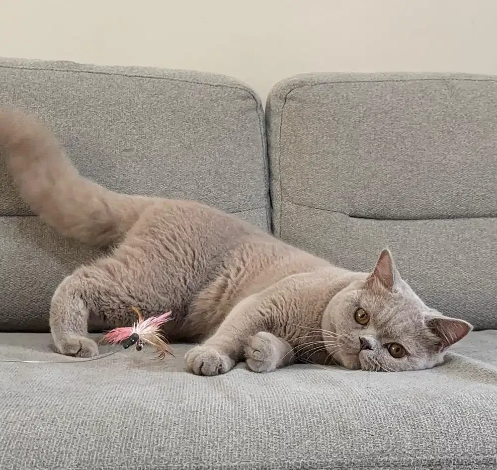 British shorthair pedigree