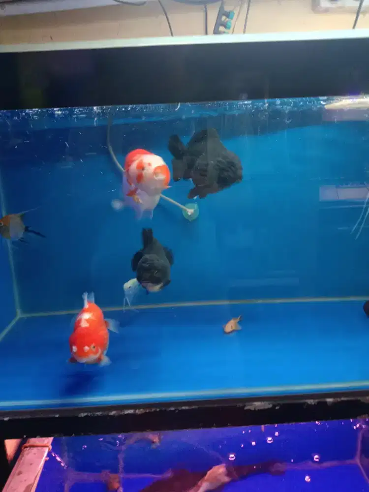 Ikan mas koki besar rapih