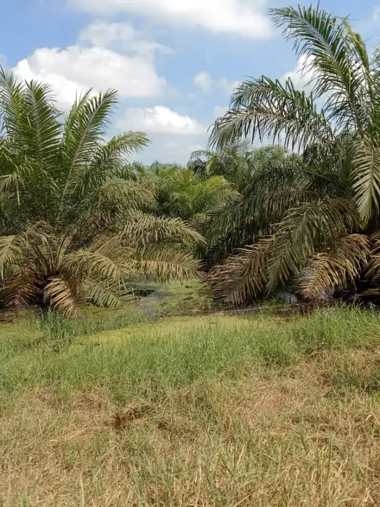 Lowongan pekerjaan kelapa sawit