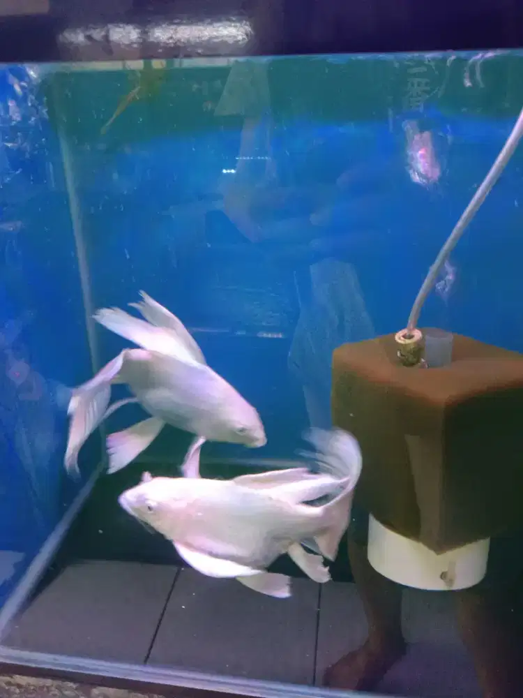 Ikan kupu kupu naga
