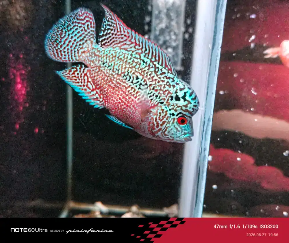 Ikan louhan Cencuu