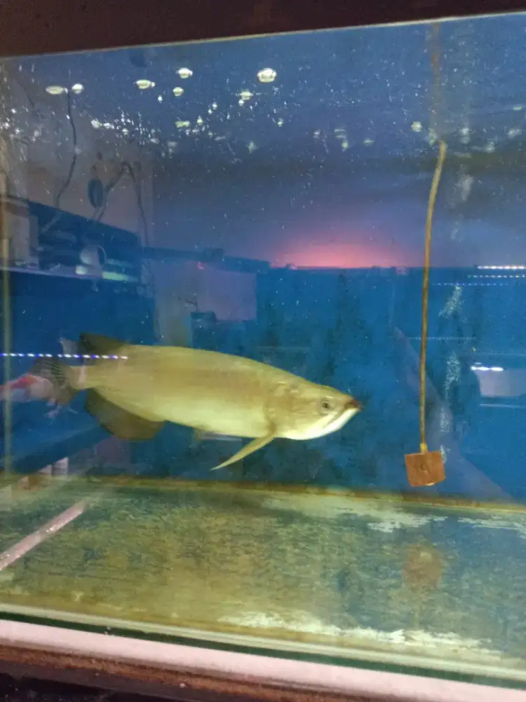 Ikan sudah makan pelet