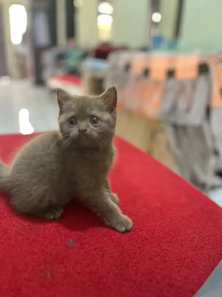 KITTEN BRITISH SHORTHAIR BSH CINNAMON BETINA