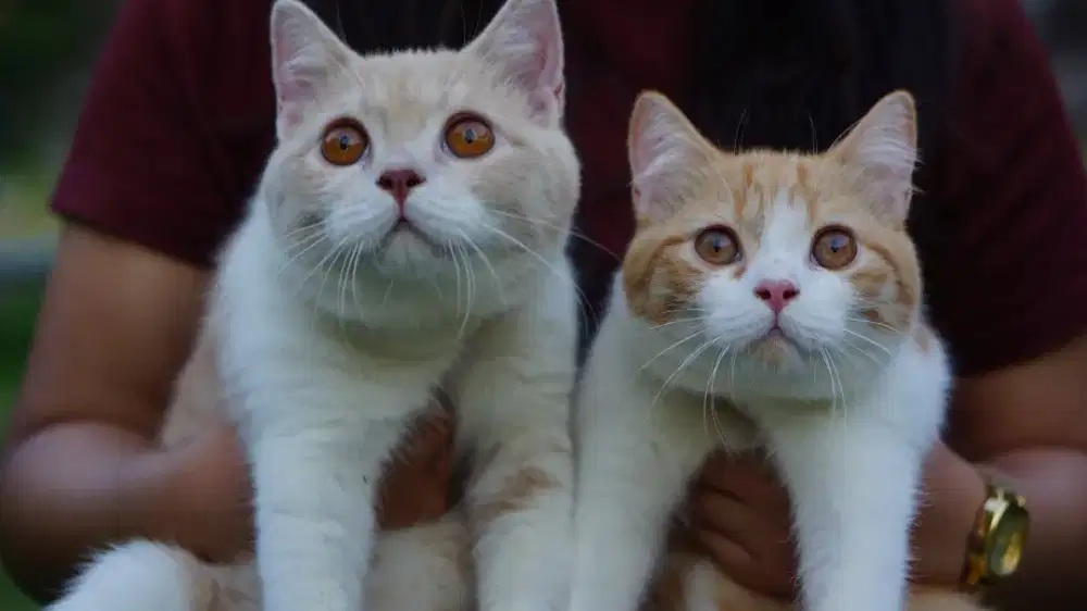 KUCING BRITISH SHORTHAIR BSH BICO RED & BICO CREAM JANTAN