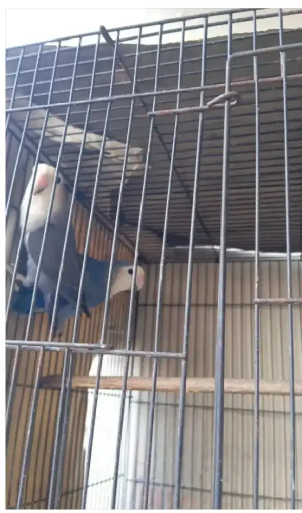 2 pasang Lovebird non klep