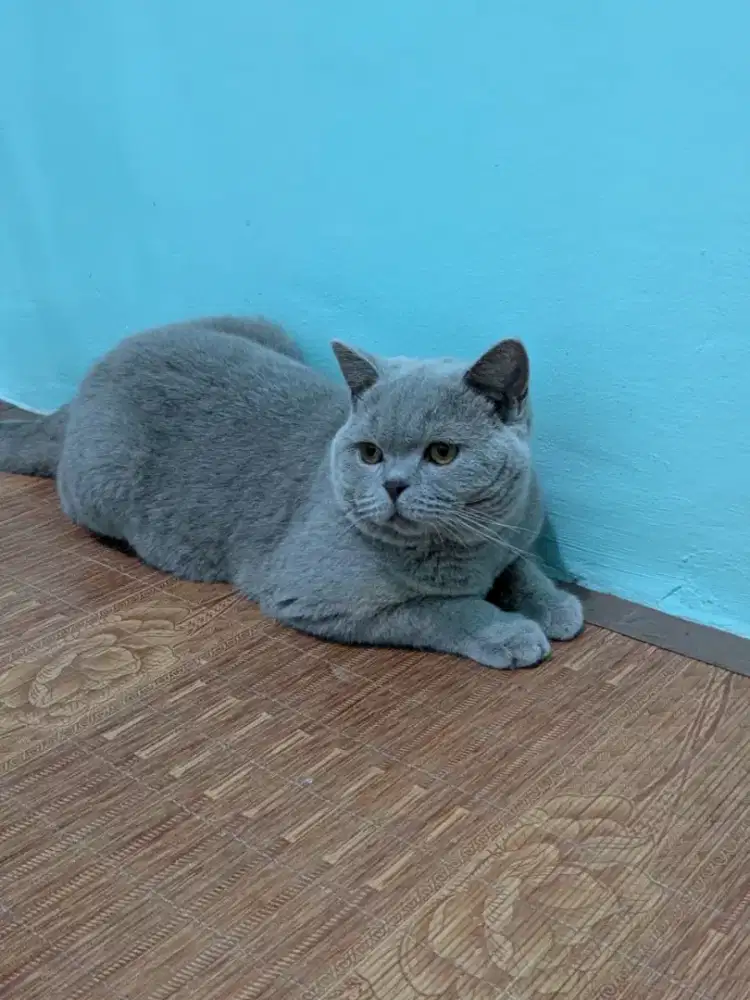 KUCING BRITISH SHORTHAIR LILAC 8BULAN JANTAN