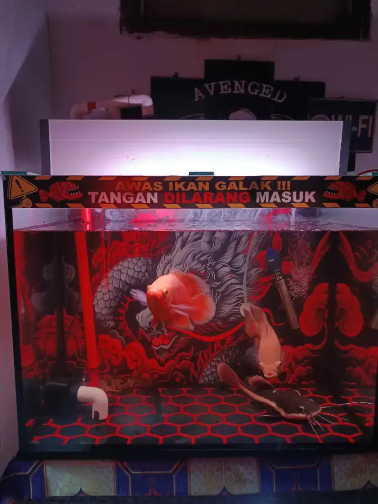 Aquarium fullset lengkap+ikan predator