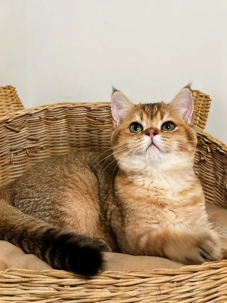 BRITISH SHORTHAIR GOLDEN NY25 BETINA 5BULAN