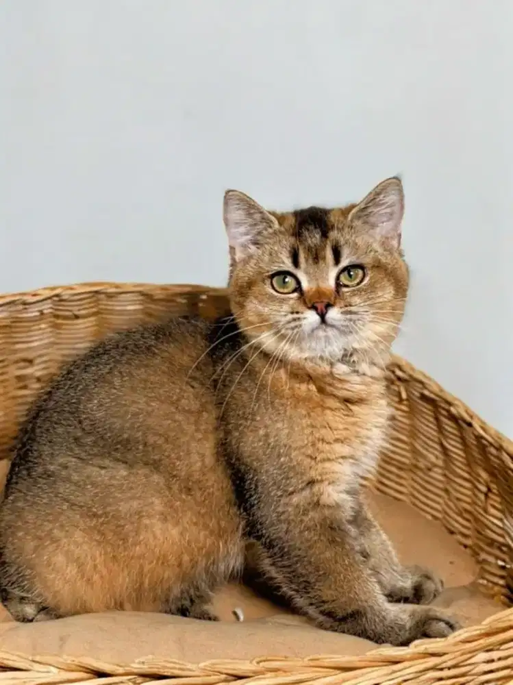 KUCING BRITISH SHORTHAIR BSH GOLDEN NY25 BETINA